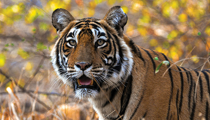 Wildlife Destinations That Offer Unforgettable Encounters